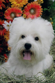 Westie